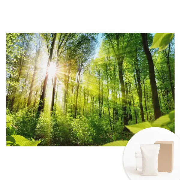 Fototapet din material nețesut cu peisaj forestier și lumina soarelui