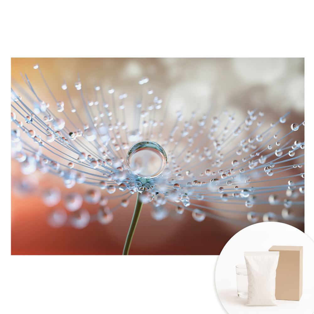 Tapet foto pe material nețesut O picătură transparentă pe firele păpădiei