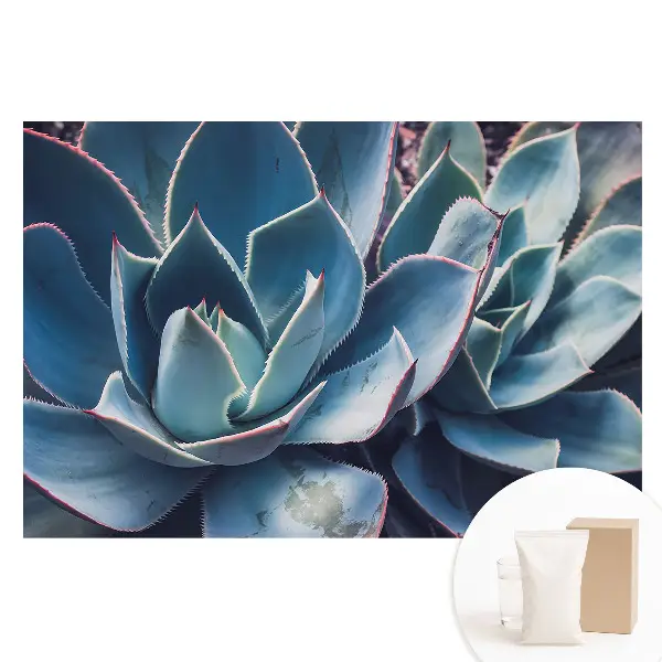 Tapet fotografic din material nețesut cu model minimalist de frunze suculente