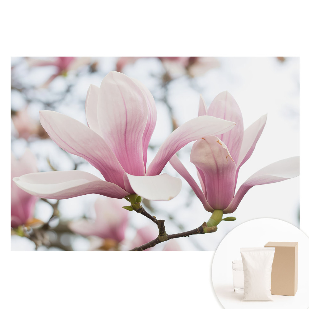 Tapet nețesut cu imprimeu Magnolii roz, natură romantică