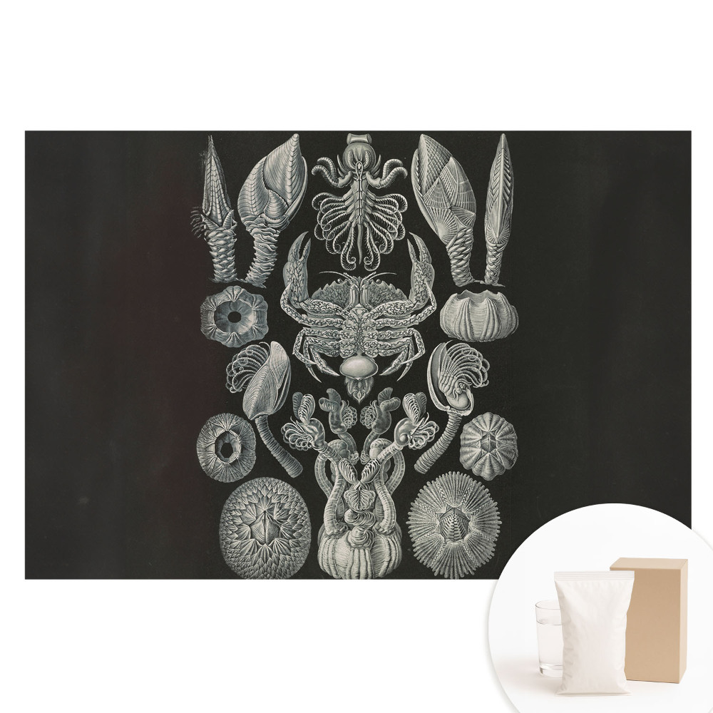 Tapet nețesut cu imprimeu Gravură artistică a organismelor marine