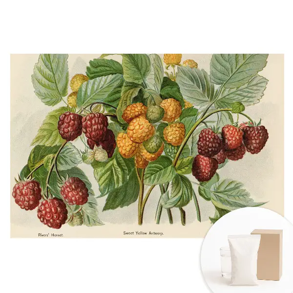 Tapet foto de mari dimensiuni cu ilustrație botanică de zmeură
