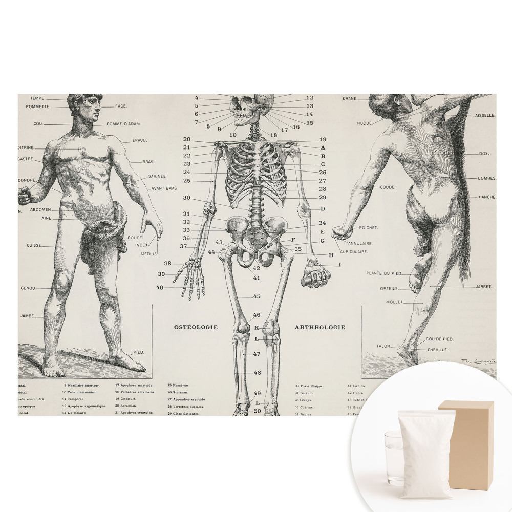 Tapet nețesut Ilustrații anatomice în stil retro