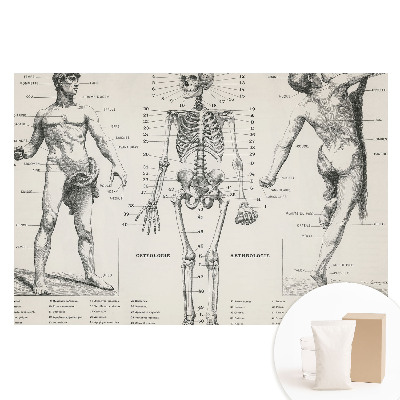 Tapet nețesut Ilustrații anatomice în stil retro