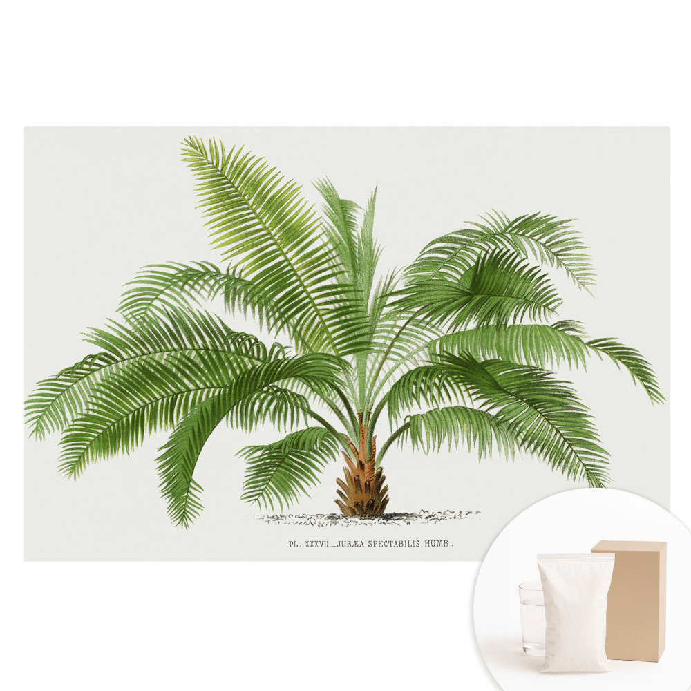 Tapet foto mare pentru perete Ilustrație a unui palmier tropical
