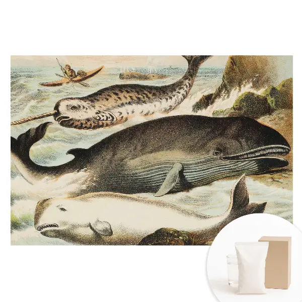 Fototapet din material nețesut cu ilustrație clasică de cetacee cu narval