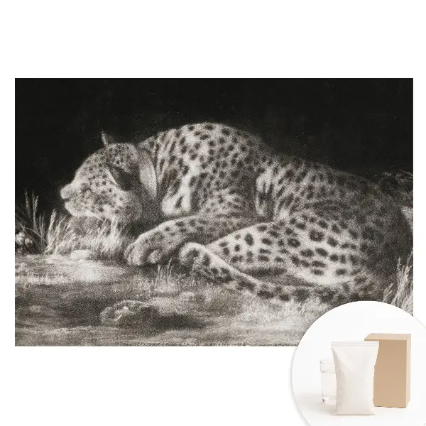 Tapet fotografic nețesut cu un leopard care se odihnește în iarbă