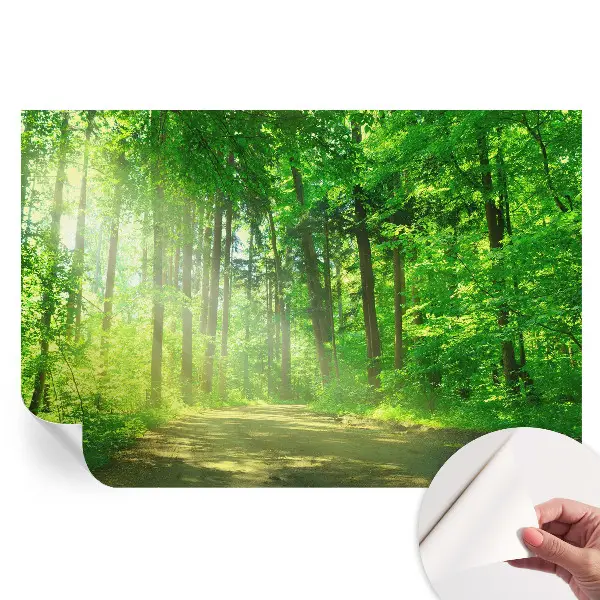 Fototapet modern pentru sufragerie Calea pădurii