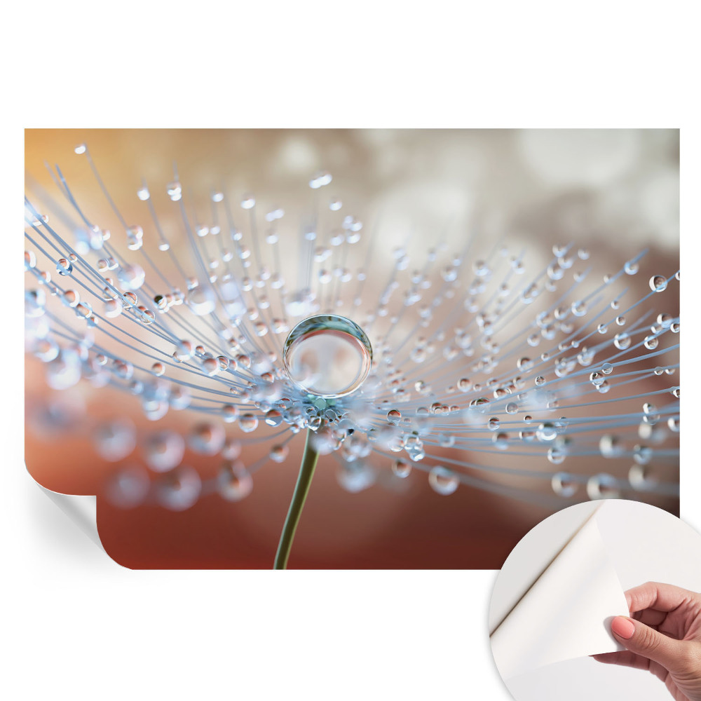 Tapet fotografic autoadeziv O picătură pe o păpădie