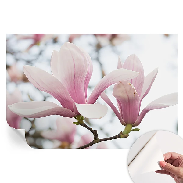 Fototapet autoadeziv pentru dormitor cu flori de magnolie