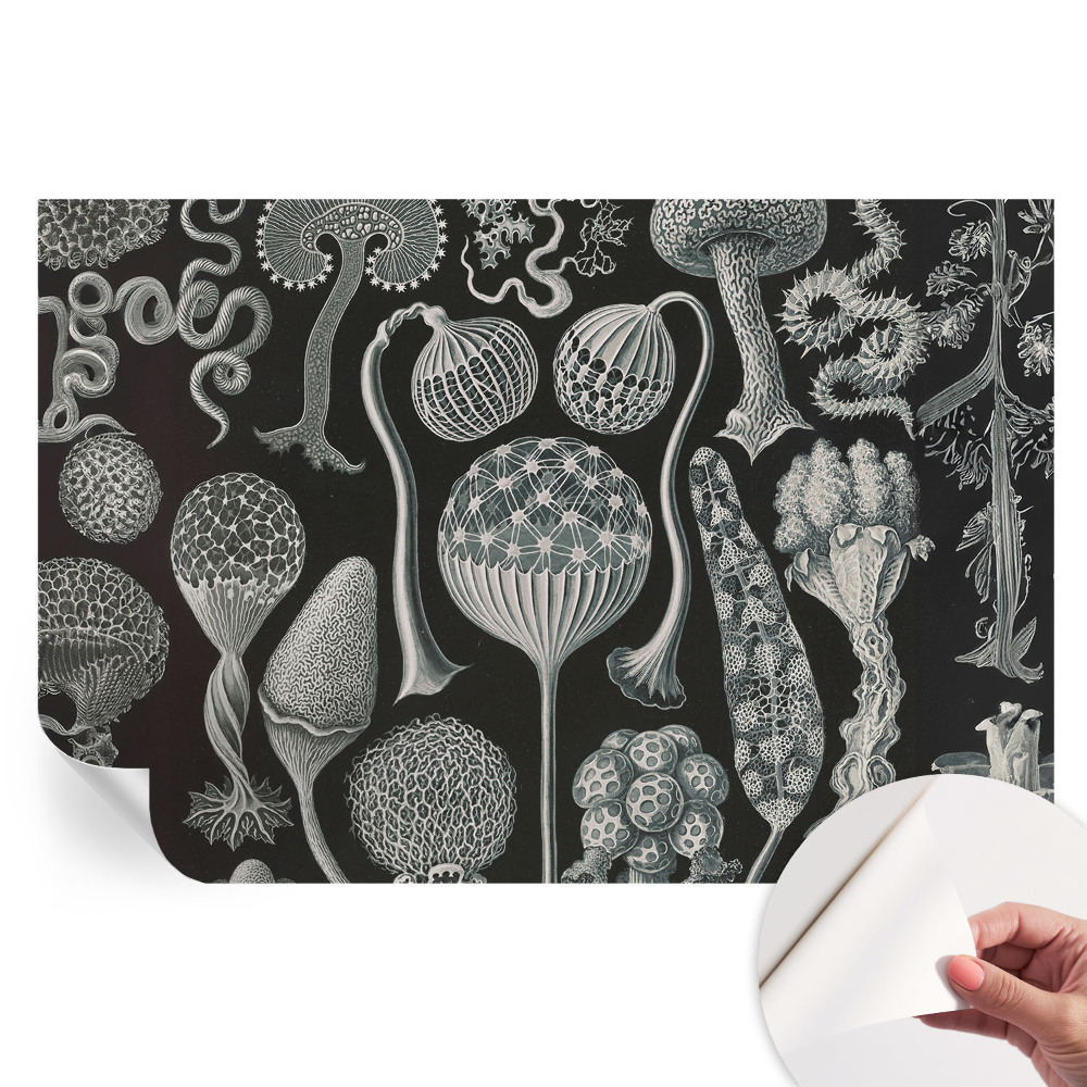 Tapet fotografic autoadeziv Plante magice