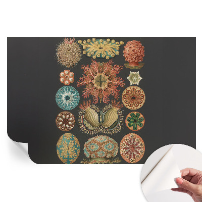 Fototapet modern pentru sufragerie Inspirații marine