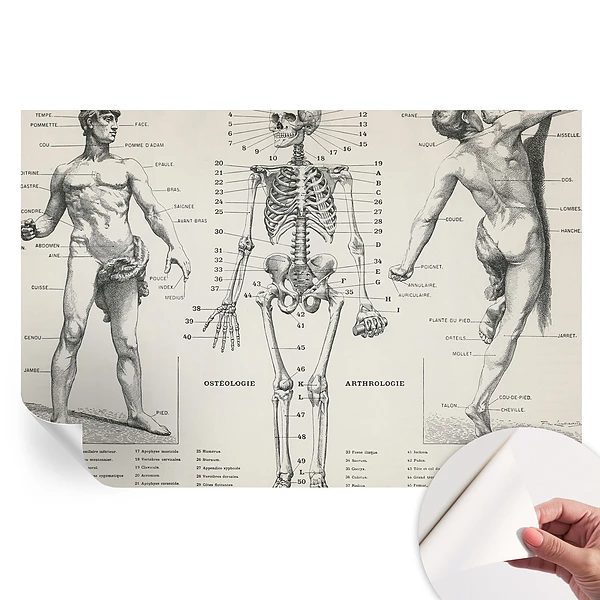 Fototapet autoadeziv pentru dormitor Anatomia clasică