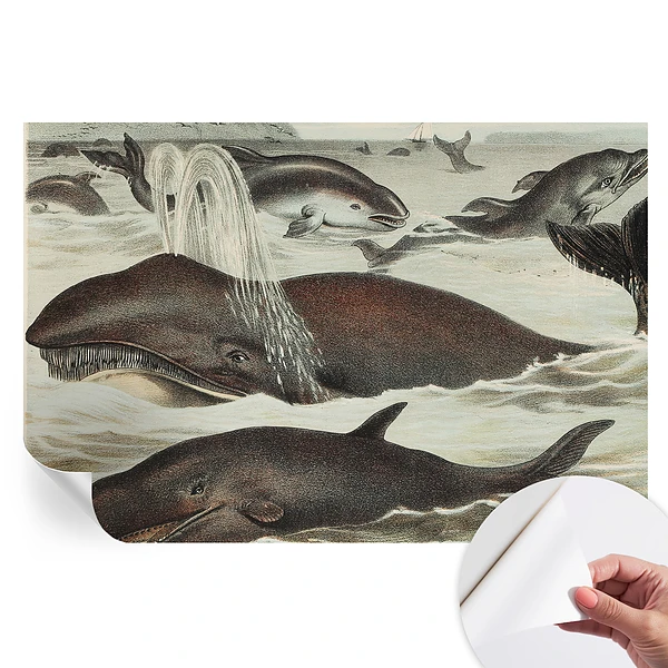 Fototapet modern pentru sufragerie cu design de creaturi marine