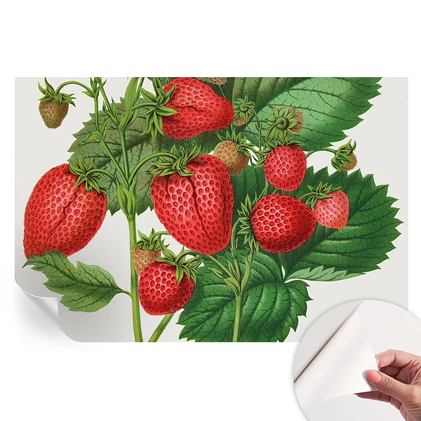 Fototapet autoadeziv pentru dormitor Fructe de vară