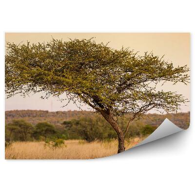 Fototapet perete Salcâm Iarbă Arbori Tigru Apus De Soare