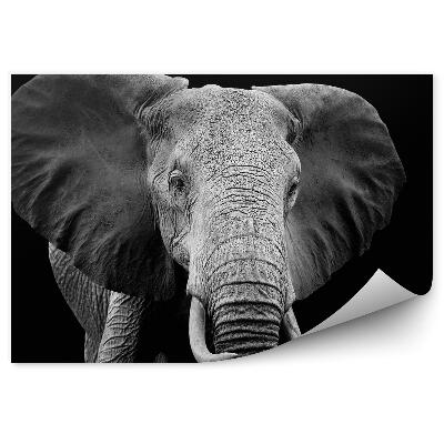 Fototapet pentru perete Elefant African Pe Un Fundal Negru