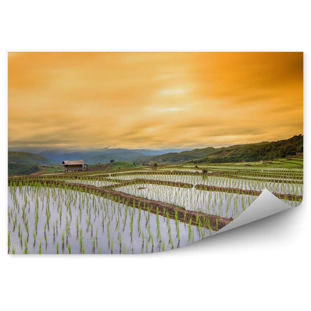 Fototapet Câmp De Orez Chaing Sat Clădiri Apus Copaci
