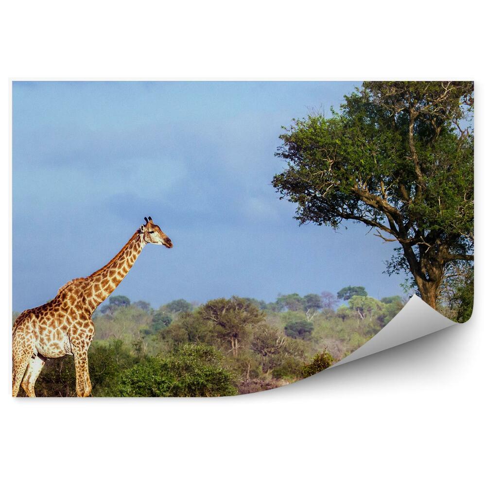 Fototapet perete Parcul Național Girafe Africa de Sud Africa