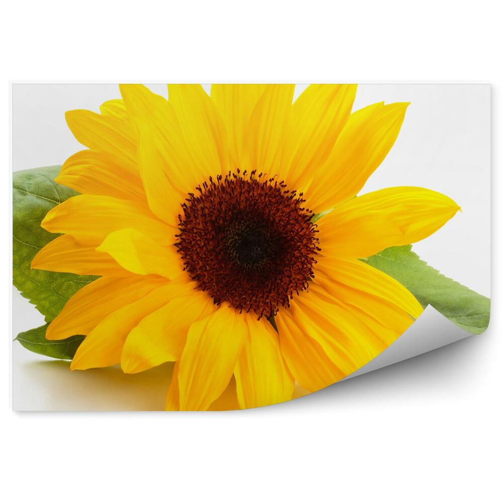 Decor fototapet Flori de floarea soarelui