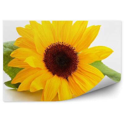 Decor fototapet Flori de floarea soarelui