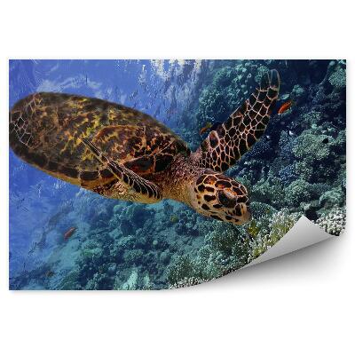 Fototapet perete Țestoasa Și Peștele