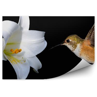 Fototapet perete Floare de crin alb fundal colibri negru