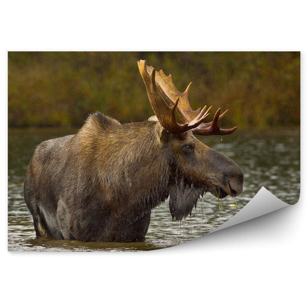 Decor fototapet Elan În Lac