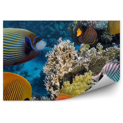 Decor fototapet Peisaj Subacvatic De Pești De Recif De Corali