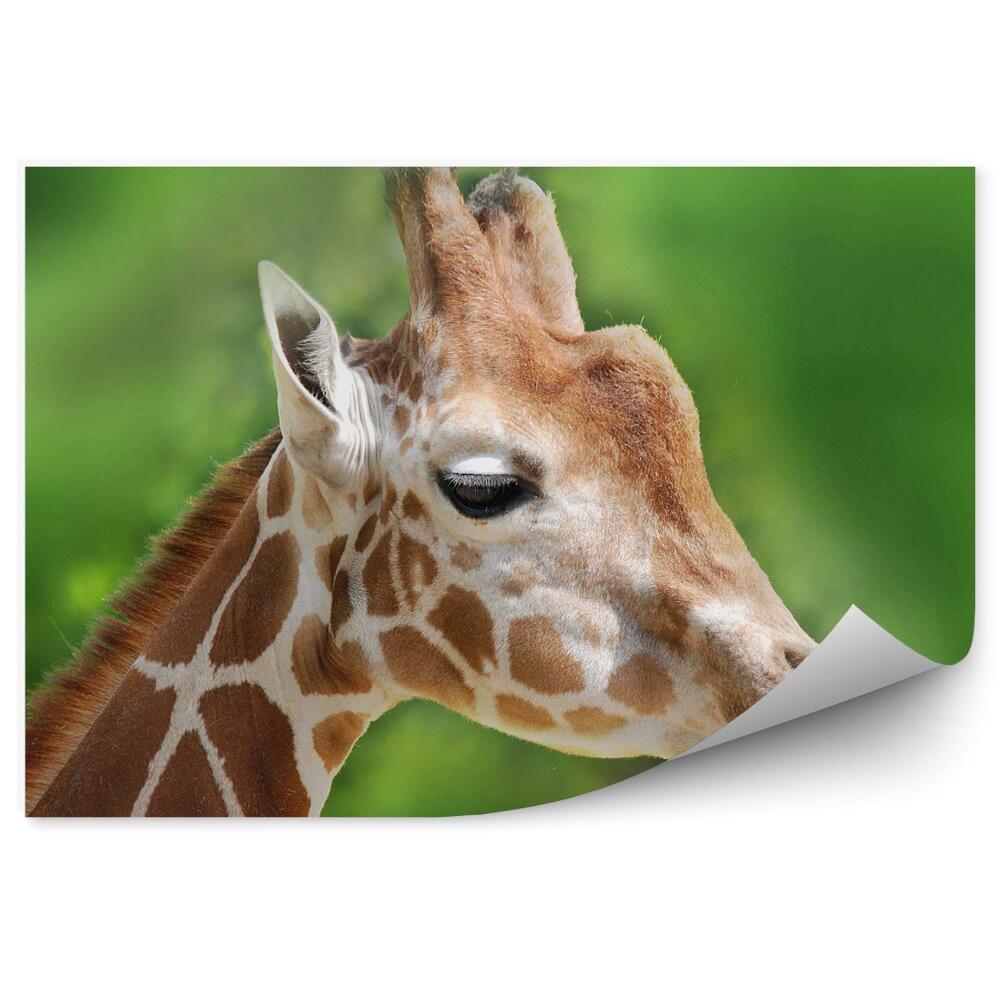Fototapet vintage Portret de girafe africane fundal verde