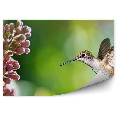 Fototapet Colibri Flori Plante Pasăre Verde