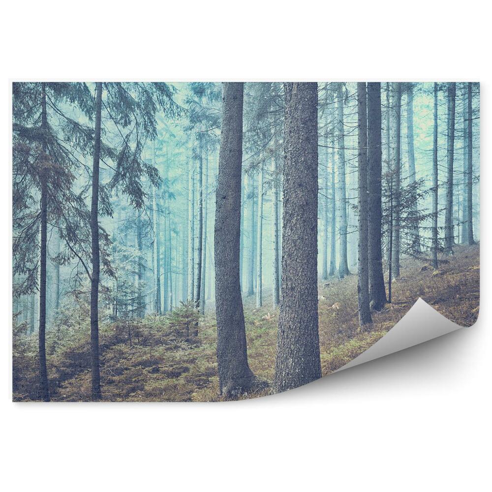 Fototapet perete Ceață Pădure De Conifere