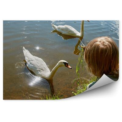 Fototapet vintage Băiatul Hrănește Lebedele