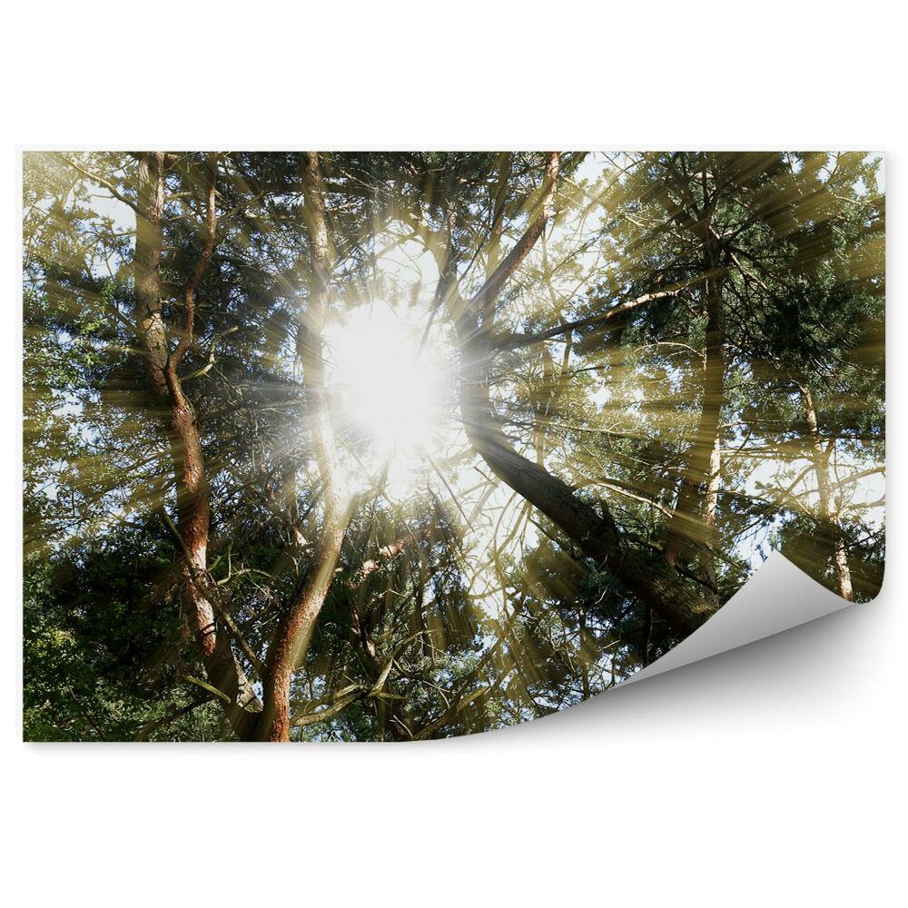 Fototapet perete Razele Soarelui Pădurii