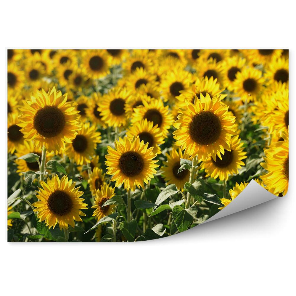 Fototapet Câmp de flori de floarea soarelui