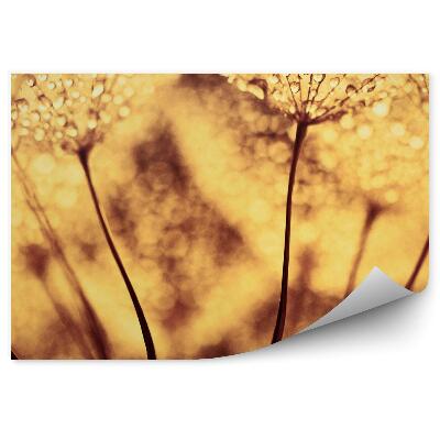 Fototapet pentru perete Papadie Cu Picaturi De Roua Sepia