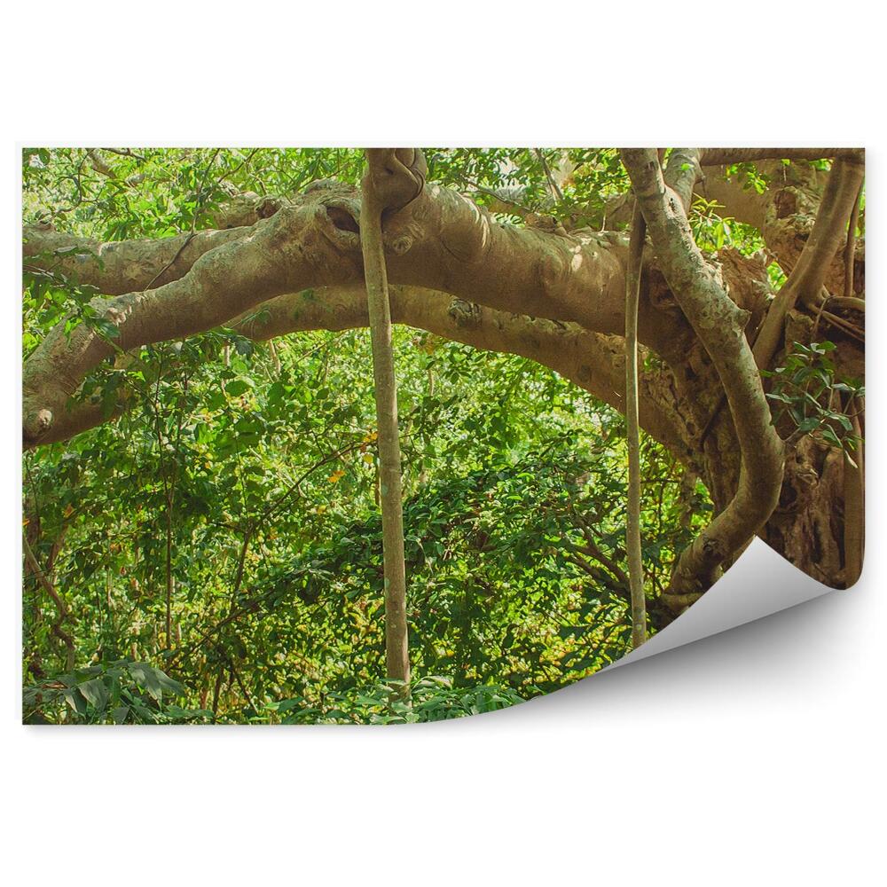 Fototapet Frunze De Copac Din Junglă Din India