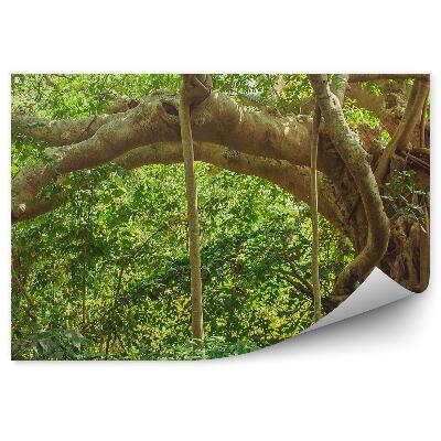 Fototapet Frunze De Copac Din Junglă Din India