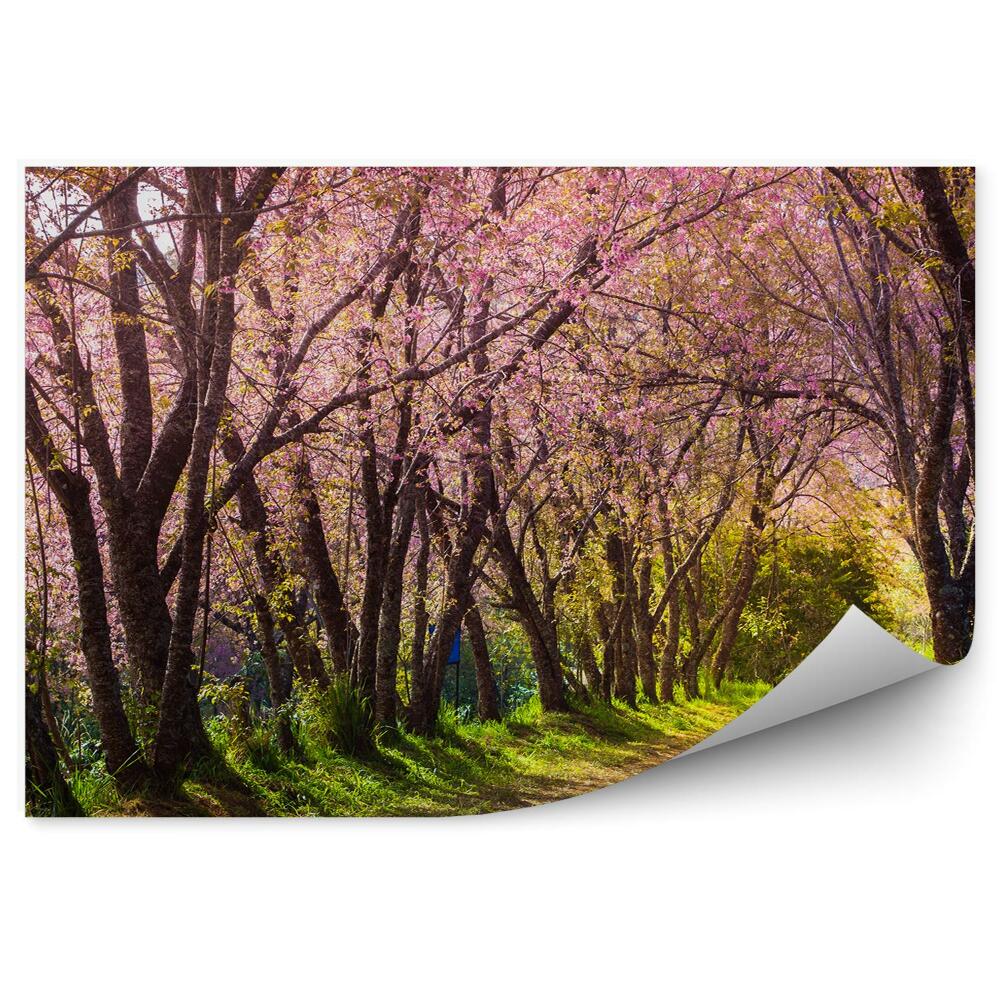 Fototapet pentru perete Calea florilor de cireș Thailanda natura
