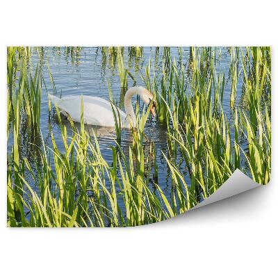 Fototapet pentru perete Lebede Albe În Helix Park Falkirk Scoția