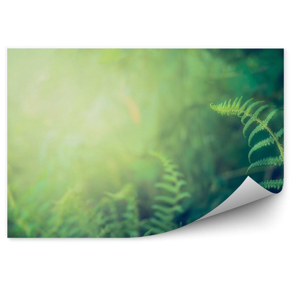 Fototapet vintage Frunze De Feriga Verde De Pădure