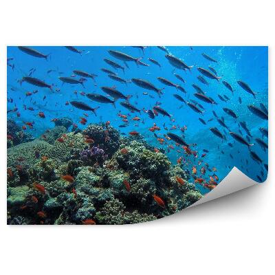 Fototapet perete Școală De Animale De Viață Subacvatică De Recif De Pești