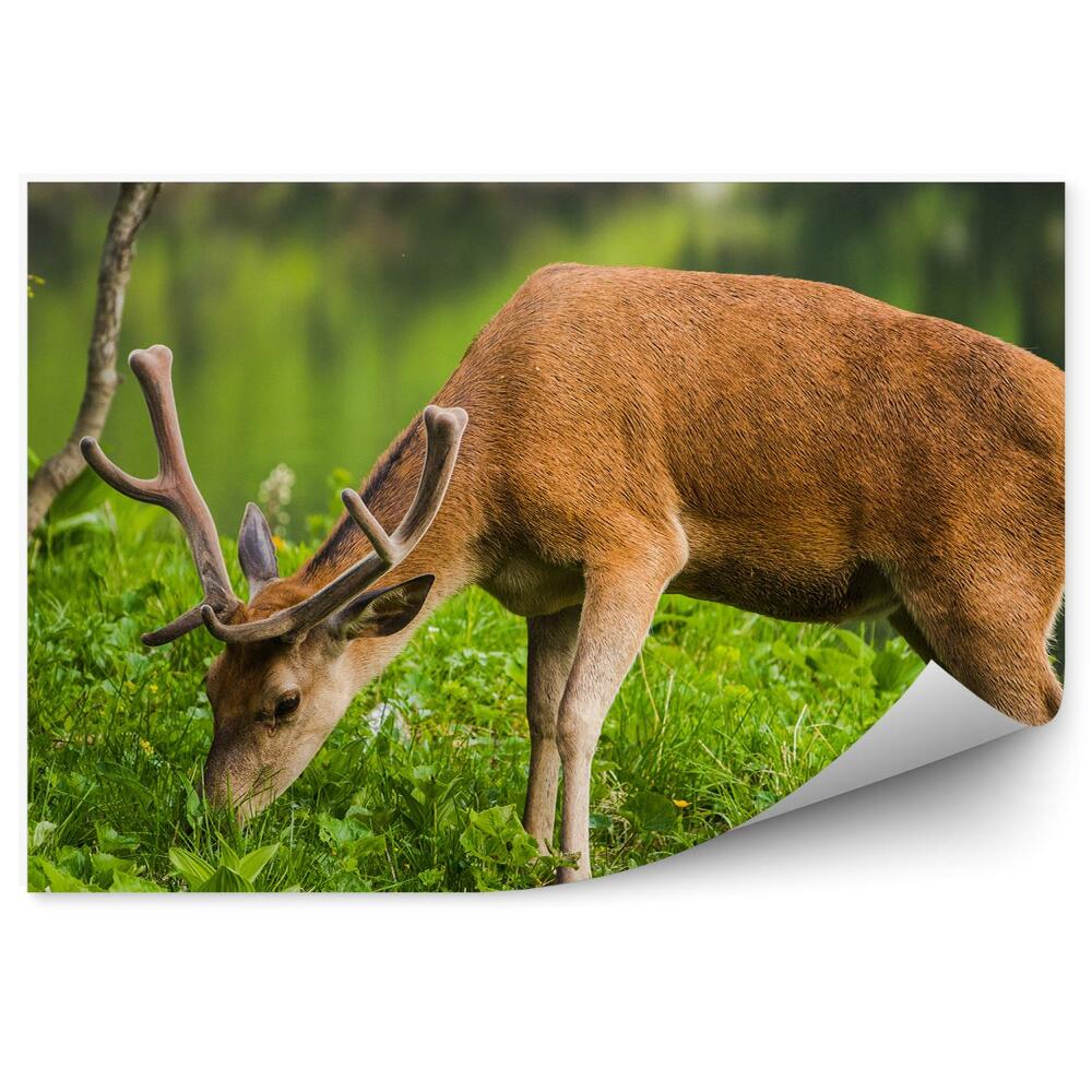 Fototapet Căprioare Pe Fundalul Lacului