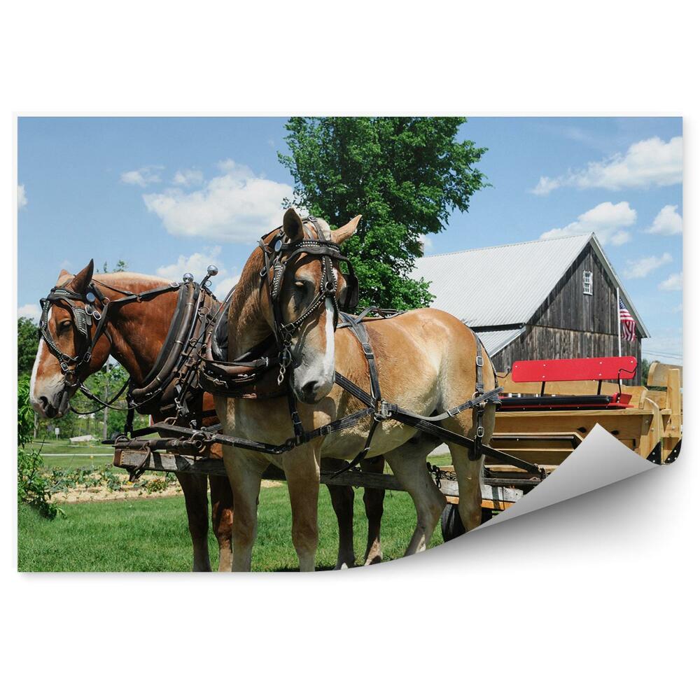 Fototapet Copaci Plante Plante Cai Trăsură Sua