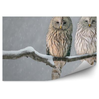Fototapet Bufnițe Uralice Pe O Ramură Acoperită De Zăpadă