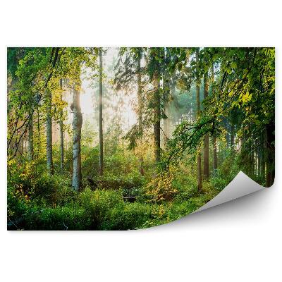 Fototapet Pădure Verde