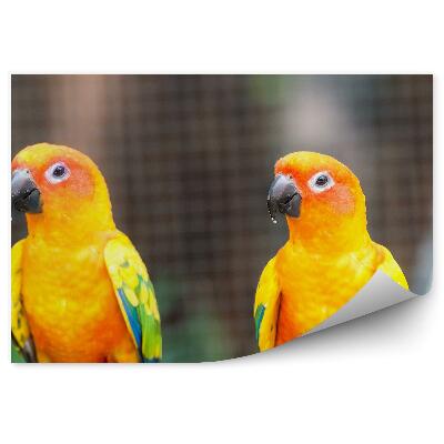 Fototapet Papagali Portocalii