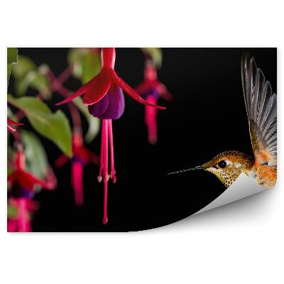 Fototapet flori fucsia pasăre colibri fundal negru frunze pasăre