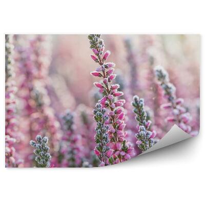 Fototapet pentru perete Flori de erica acoperite de zăpadă