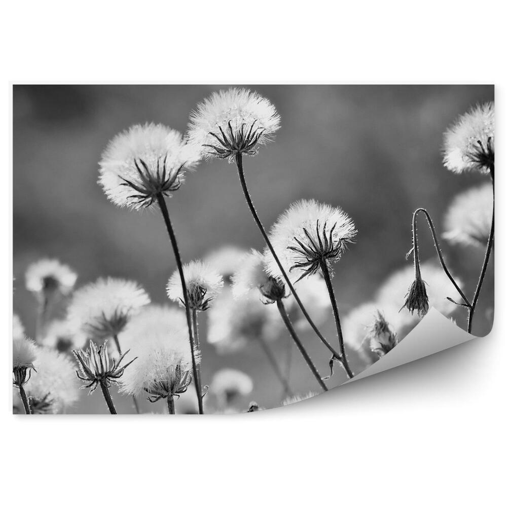 Fototapet vintage Păpădie De Aproape Alb-Negru